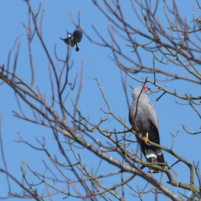 Madagascar Harrier Hawk, Tsingy de Bemaraha, Madagascar