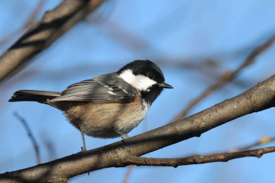 Coal Tit, Lochwinnoch RSPB, Clyde