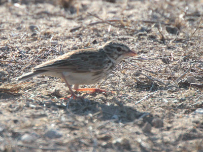 Madagascar Lark, near Ifaty, Madagascar