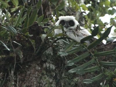 Madagascar Long-eared Owl (chick), Andasibe NP, Madagascar