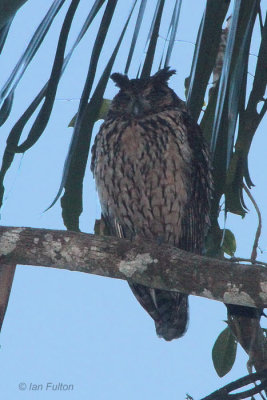 Madagascar Long-eared Owl, Andasibe NP, Madagascar