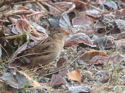 House Sparrow (female), Baillieston, Glasgow