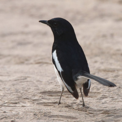 Madagascar Magpie Robin, Toliara, Madagascar