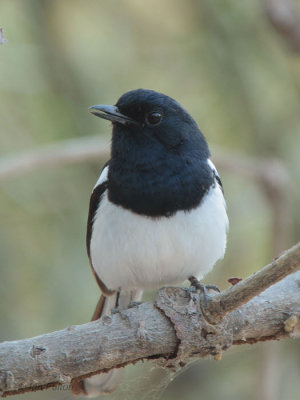 Madagascar Magpie Robin, Toliara, Madagascar
