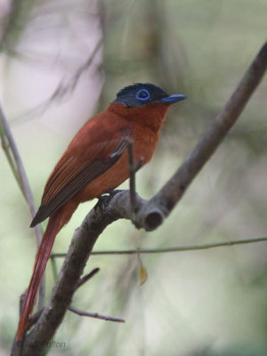 Madagascar Paradise Flycatcher, Ankarafantsika NP, Madagascar