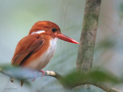 Madagascar Pygmy Kingfisher, Tsingy de Benaraha, Madagascar