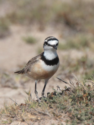 Madagascar (or Black-banded) Plover, near Ifaty, Madagascar