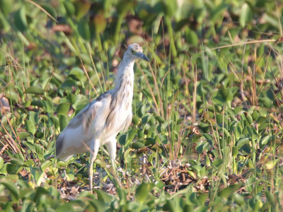 Madagascar Squacco Heron, Tsingy de Bemaraha, Madagascar