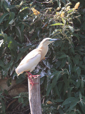 Madagascar Squacco Heron, Lake Alarobia-Antananarivo, Madagascar