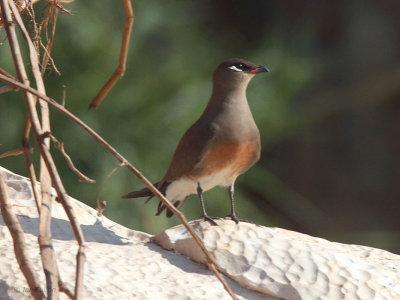 Madagascar Pratincole, Tsingy de Bemaraha, Madagascar