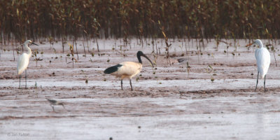 Madagascar Sacred Ibis, Betsiboka River, Madagascar