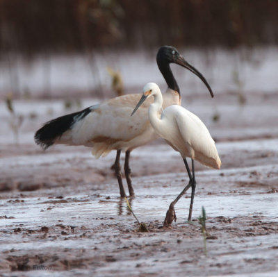 Madagascar Sacred Ibis, Betsiboka River, Madagascar