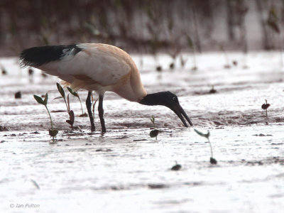 Madagascar Sacred Ibis, Betsiboka River, Madagascar