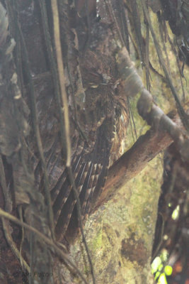 Madagascar Scops Owl, Andasibe NP, Madagascar