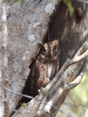Madagascar Scops Owl, Kirindy NP, Madagascar