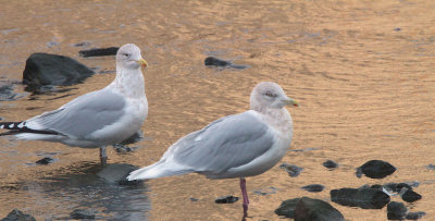 Iceland Gull, Ayr town centre, Ayrshire