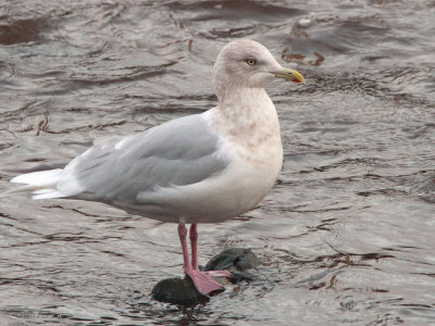 Iceland Gull, Ayr town centre, Ayrshire