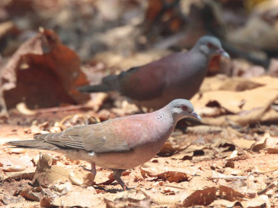 Madagascar Turtle Dove, Ankarafantsika NP, Madagascar