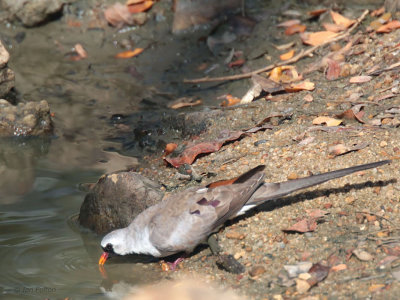 Namaqua Dove, Kirindy NP, Madagascar