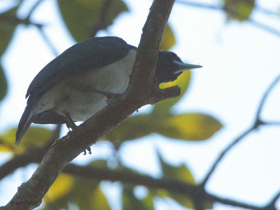 Pollen's Vanga, Ranomafana NP, Madagascar