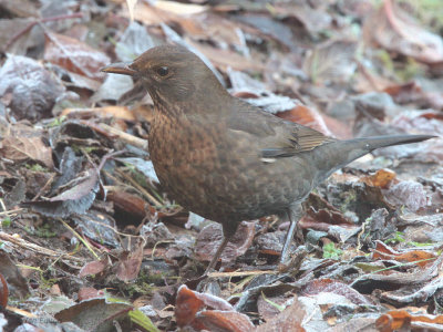 Blackbird (female), Baillieston, Glasgow