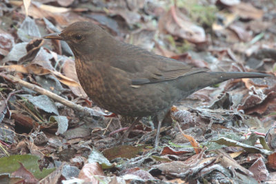 Blackbird (female), Baillieston, Glasgow