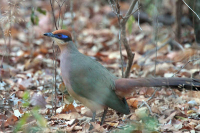 Red-capped Coua, Ampijoroa NP, Madagascar