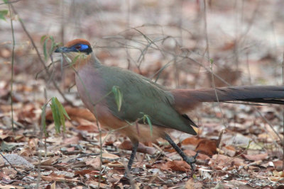 Red-capped Coua, Ampijoroa NP, Madagascar