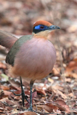 Red-capped Coua, Ampijoroa NP, Madagascar