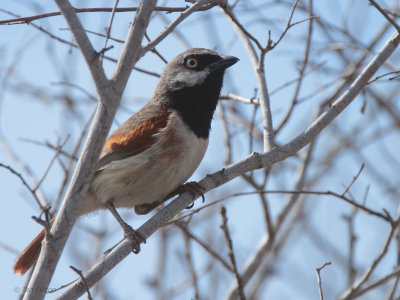 Red-shouldered Vanga, La Table-Toliara, Madagascar