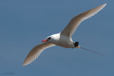Red-tailed Tropicbird, Nosy Be, Madagascar