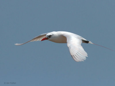 Red-tailed Tropicbird, Nosy Be, Madagascar