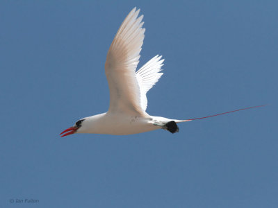 Red-tailed Tropicbird, Nosy Be, Madagascar