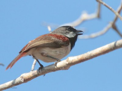 Red-tailed Vanga, Parc Mosa-Ifaty, Madagascar