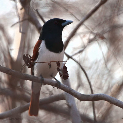 Rufous Vanga, Kirindy NP, Madagascar