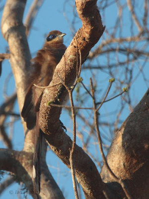 Running Coua, Parc Mosa-Ifaty, Madagascar