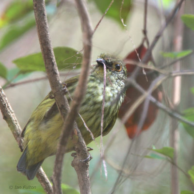 Schlegels Asity, Ampijoroa NP, Madagascar