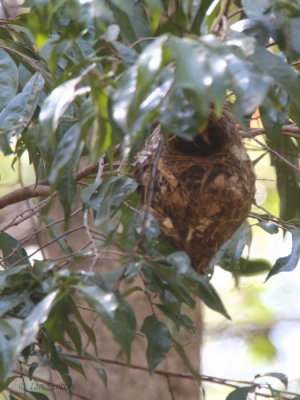 Nest of Schlegel's Asity, Ampijoroa NP, Madagascar