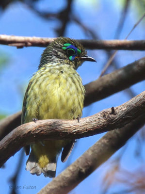 Schlegel's Asity, Ampijoroa NP, Madagascar