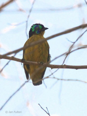 Schlegel's Asity, Tsingy de Bemaraha, Madagascar