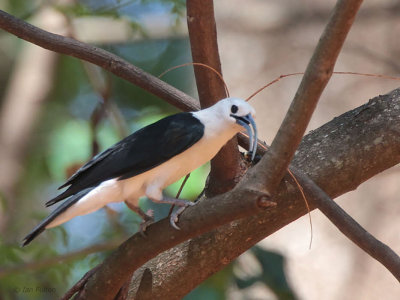 Sickle-billed Vanga, Ampijoroa NP, Madagascar