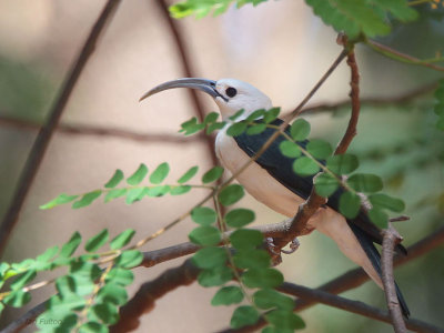 Sickle-billed Vanga, Ampijoroa NP, Madagascar