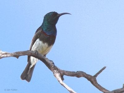 Souimanga Sunbird, La Table-Toliara, Madagascar