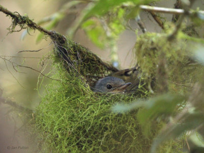 Spectacled Greenbul or Tetraka, Ranomafana NP, Madagascar