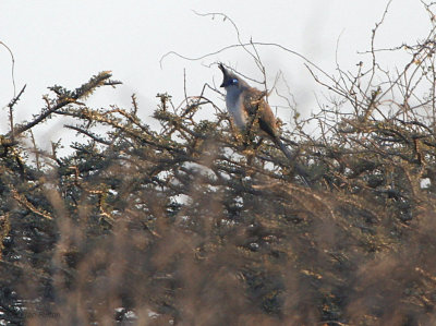 Verraux's Coua, La Table-Toliara, Madagascar