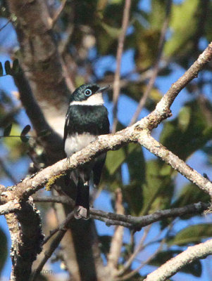 Ward's Flycatcher, Andasibe NP, Madagascar