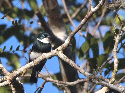 Ward's Flycatcher, Andasibe NP, Madagascar