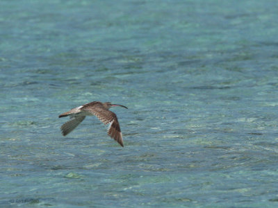 Whimbrel, Nosy Ve, Madagascar