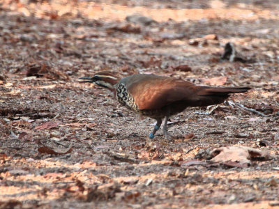 White-breasted Mesite, Kirindy NP, Madagascar