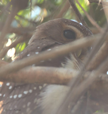 White-browed Owl, Zombitse NP, Madagascar
